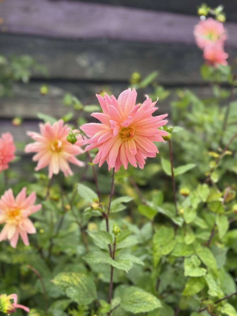 Rhubarb Farm Ian and Team Dalhia